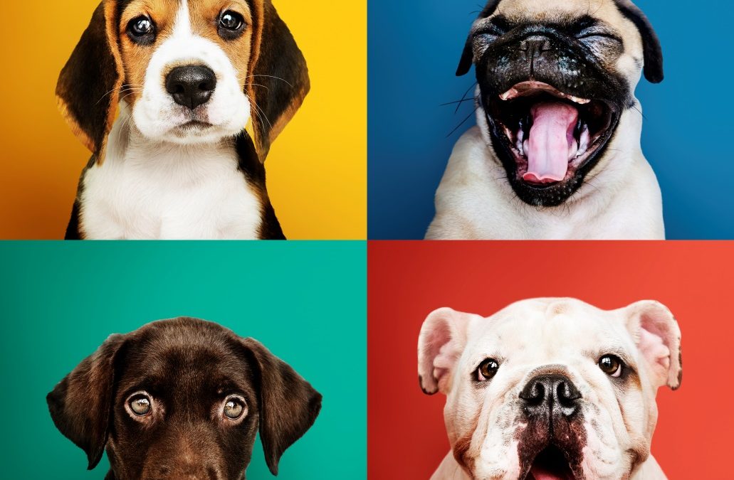 Tosquiar os cães: Sim ou não?